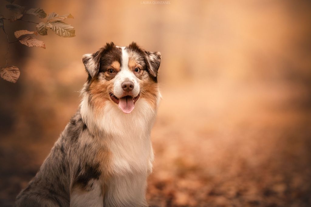 Sitka mini honey loup charly De La Forêt Qui Chante