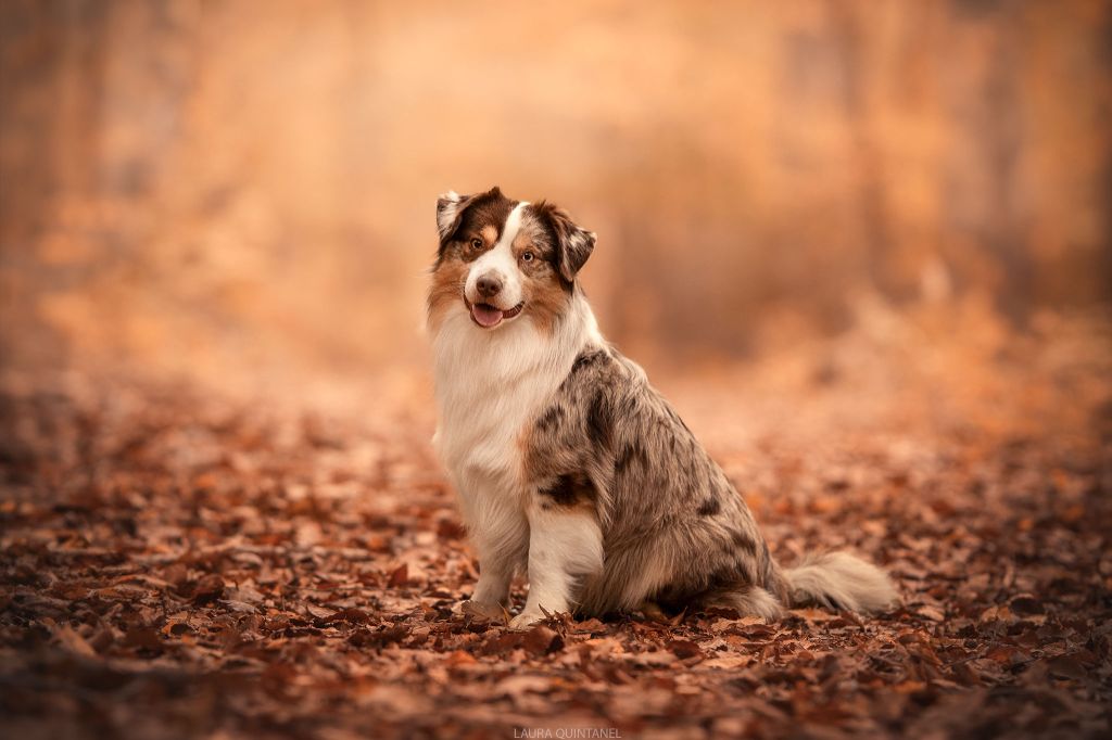 Sitka mini honey loup charly De La Forêt Qui Chante