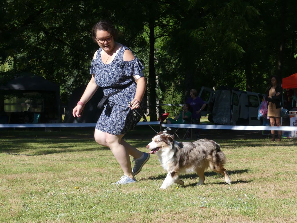 Sitka mini honey loup charly De La Forêt Qui Chante