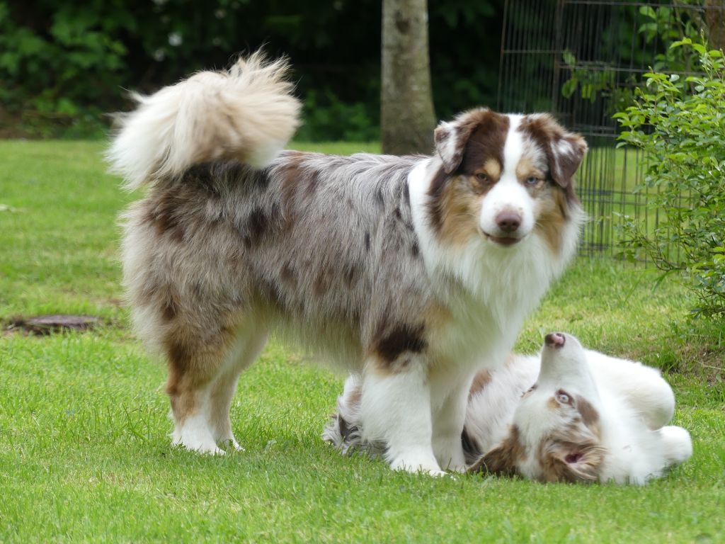 Sitka mini honey loup charly De La Forêt Qui Chante