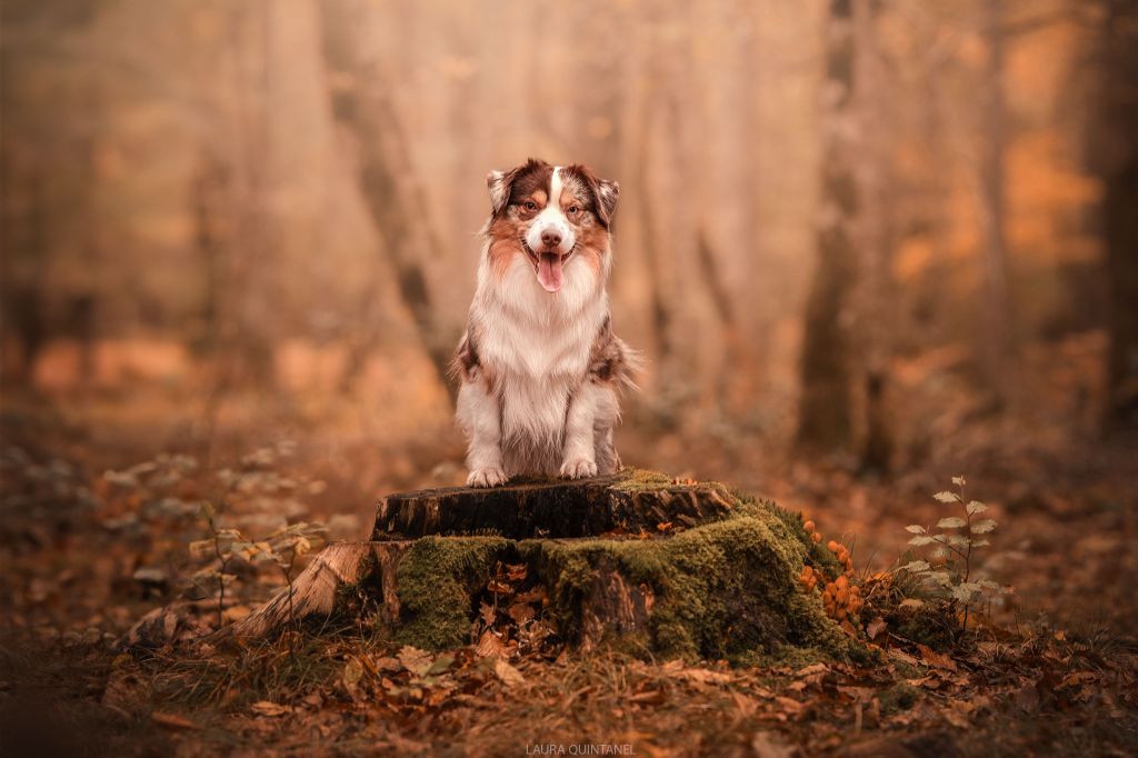 Sitka mini honey loup charly De La Forêt Qui Chante