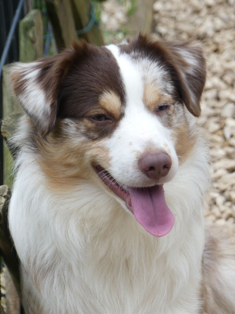 Sitka mini honey loup charly De La Forêt Qui Chante