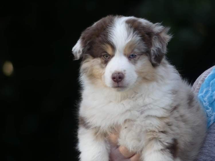 Sitka mini honey loup charly De La Forêt Qui Chante