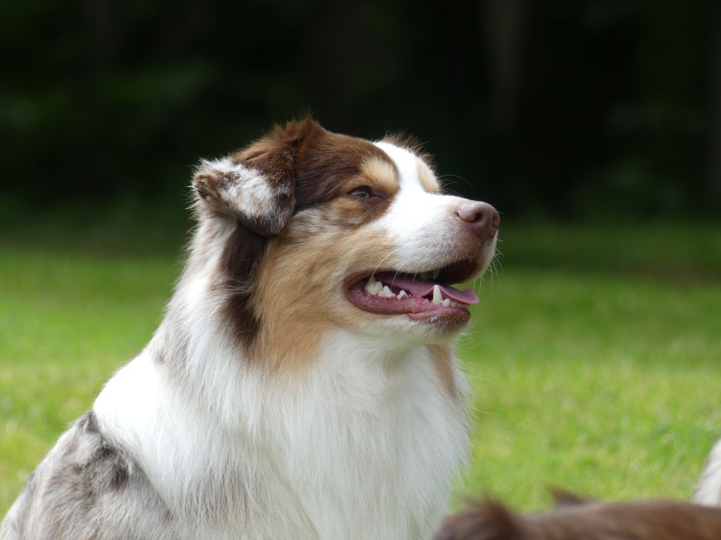 Sitka mini honey loup charly De La Forêt Qui Chante