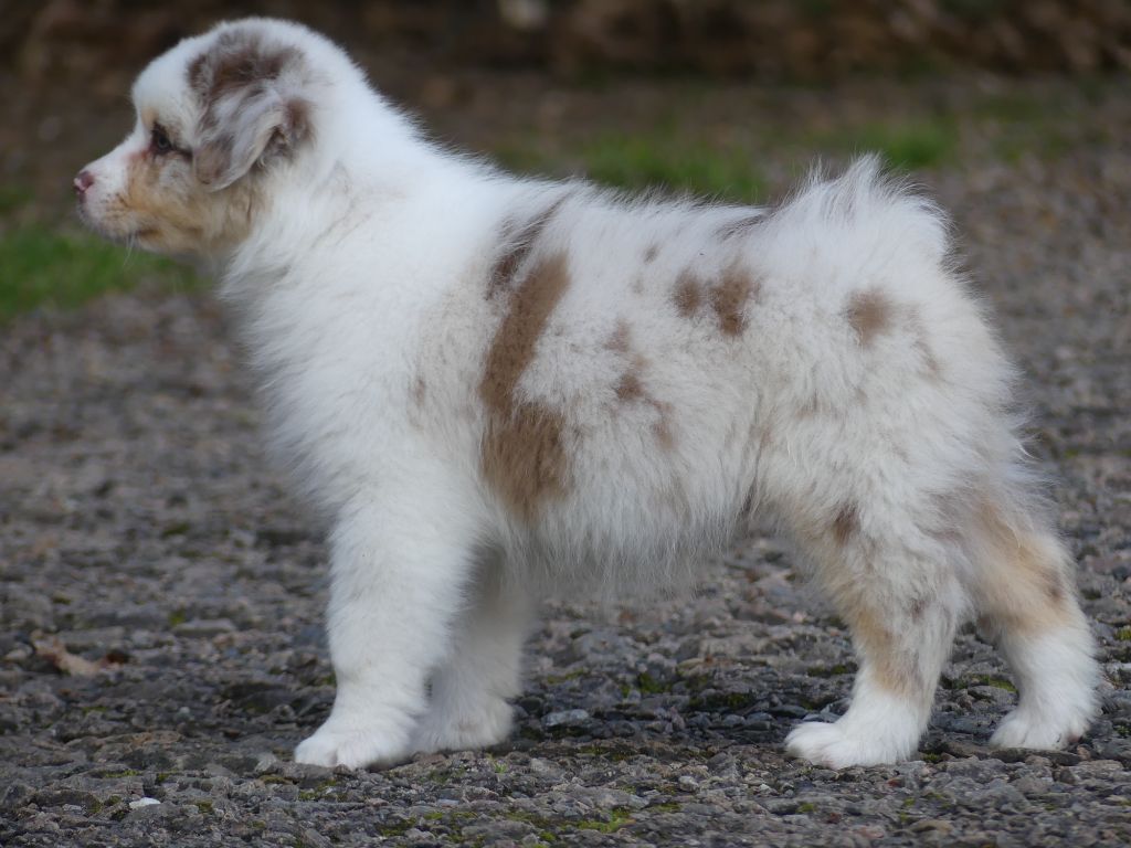 Un brin de miel et d'or Du Royaume Secret D'opaline