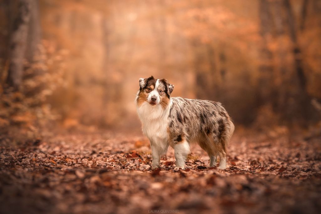 Sitka mini honey loup charly De La Forêt Qui Chante