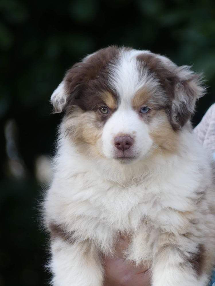 Sitka mini honey loup charly De La Forêt Qui Chante