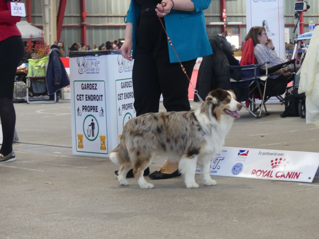 Sitka mini honey loup charly De La Forêt Qui Chante