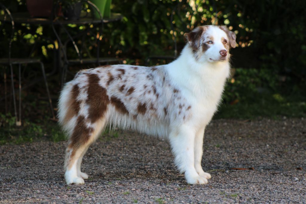 Un brin de miel et d'or Du Royaume Secret D'opaline