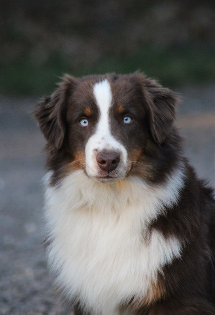 Vip mini brother Of American Madness