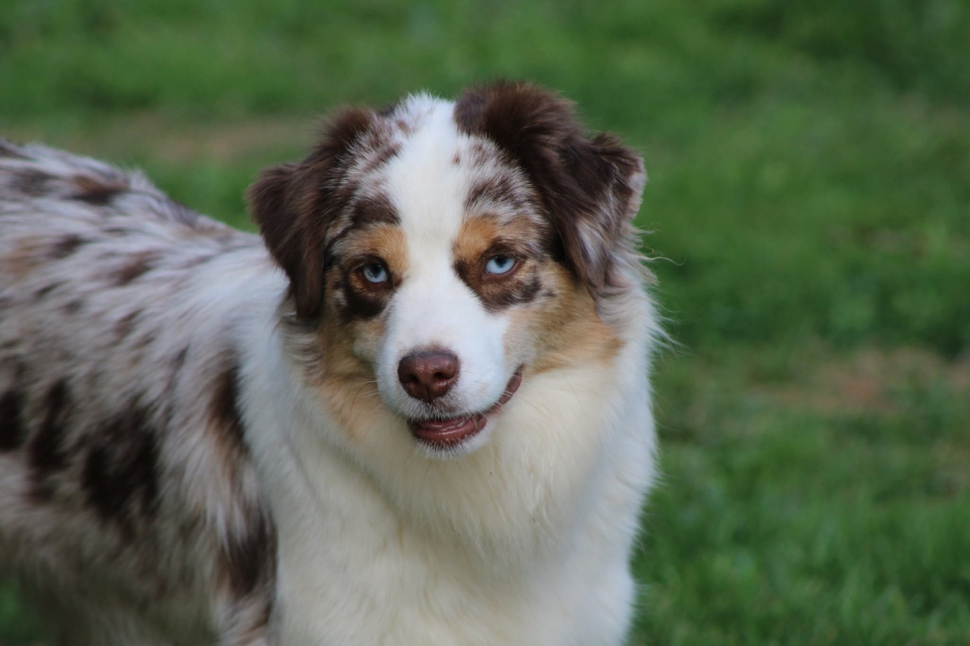 Veritable Star Du Domaine Des Perles D'Ambène
