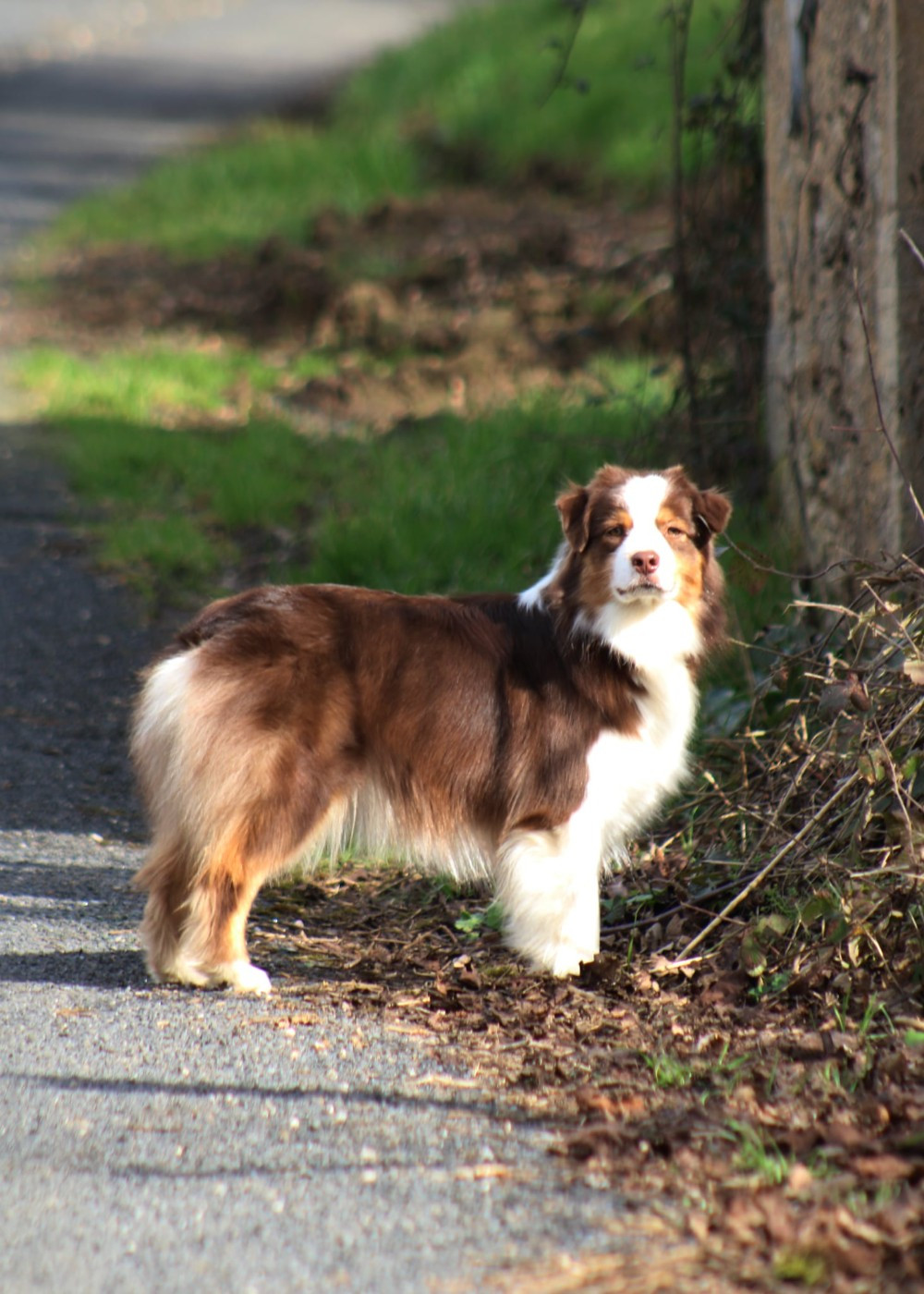 Un brin d'histoire Du Royaume Secret D'opaline