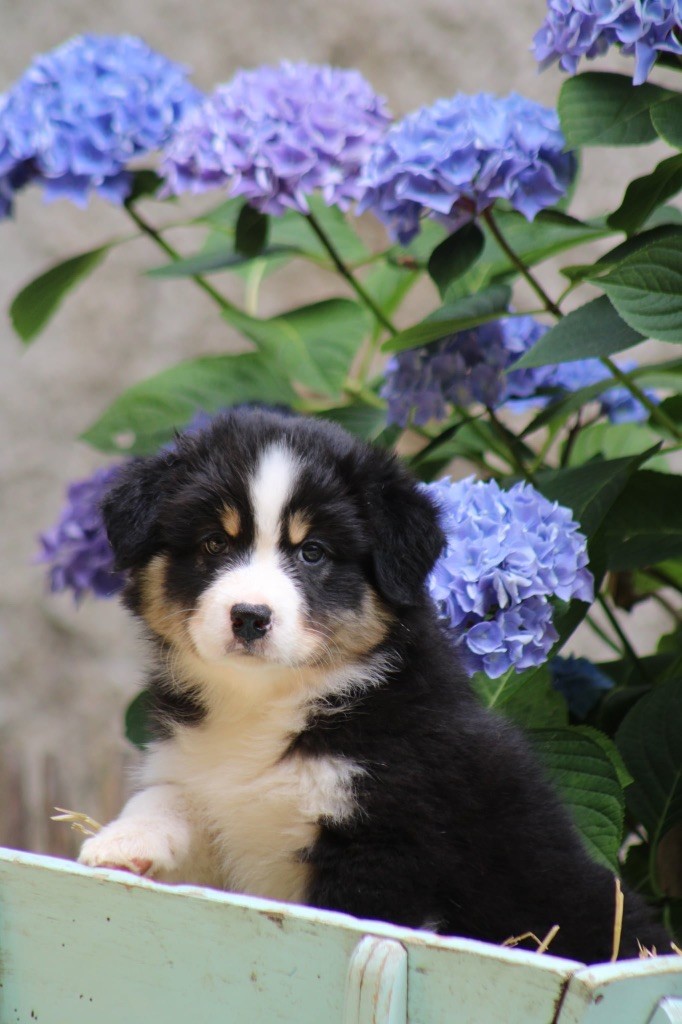 Du Royaume Secret D'opaline - Chiots disponibles - Berger Australien