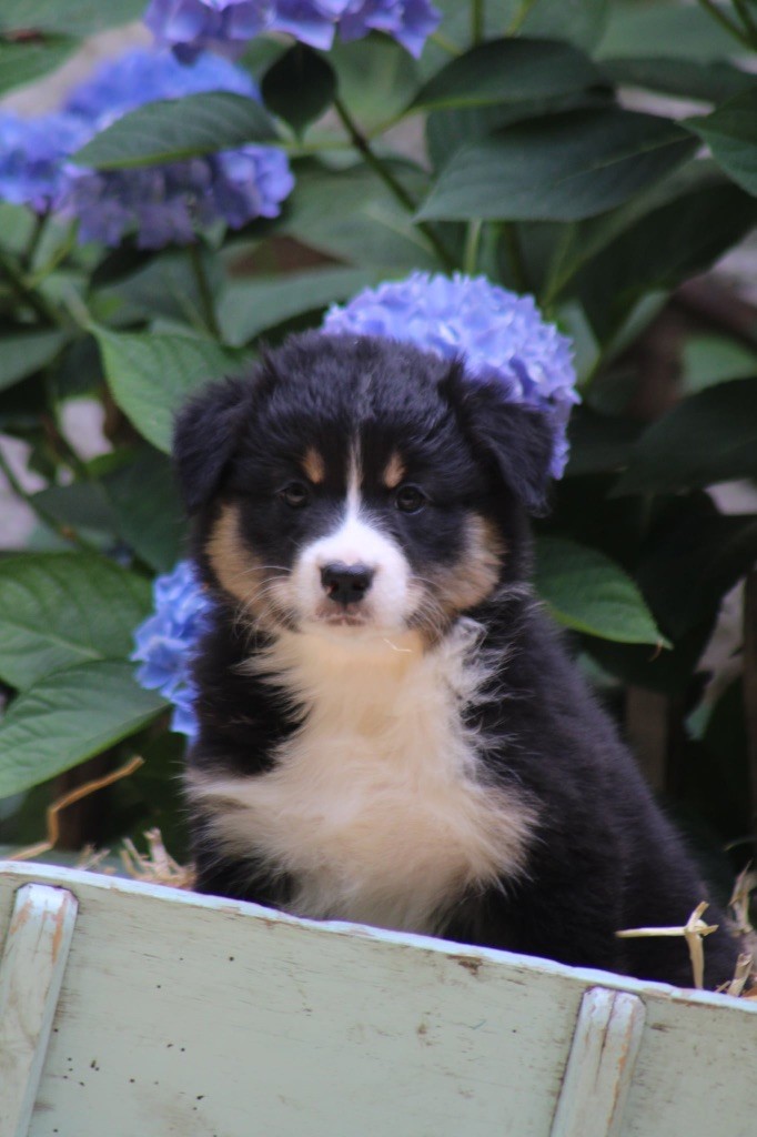 Du Royaume Secret D'opaline - Chiots disponibles - Berger Australien