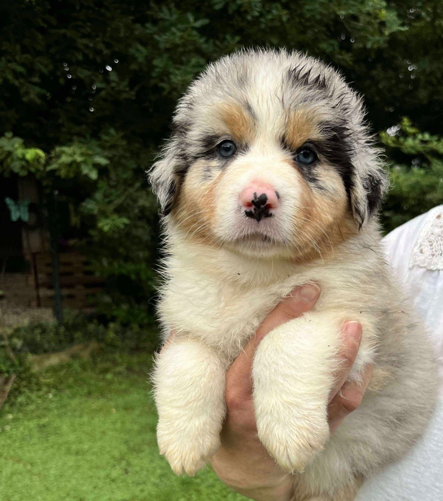 Du Royaume Secret D'opaline - Chiots disponibles - Berger Australien