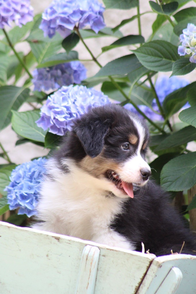 Du Royaume Secret D'opaline - Chiots disponibles - Berger Australien