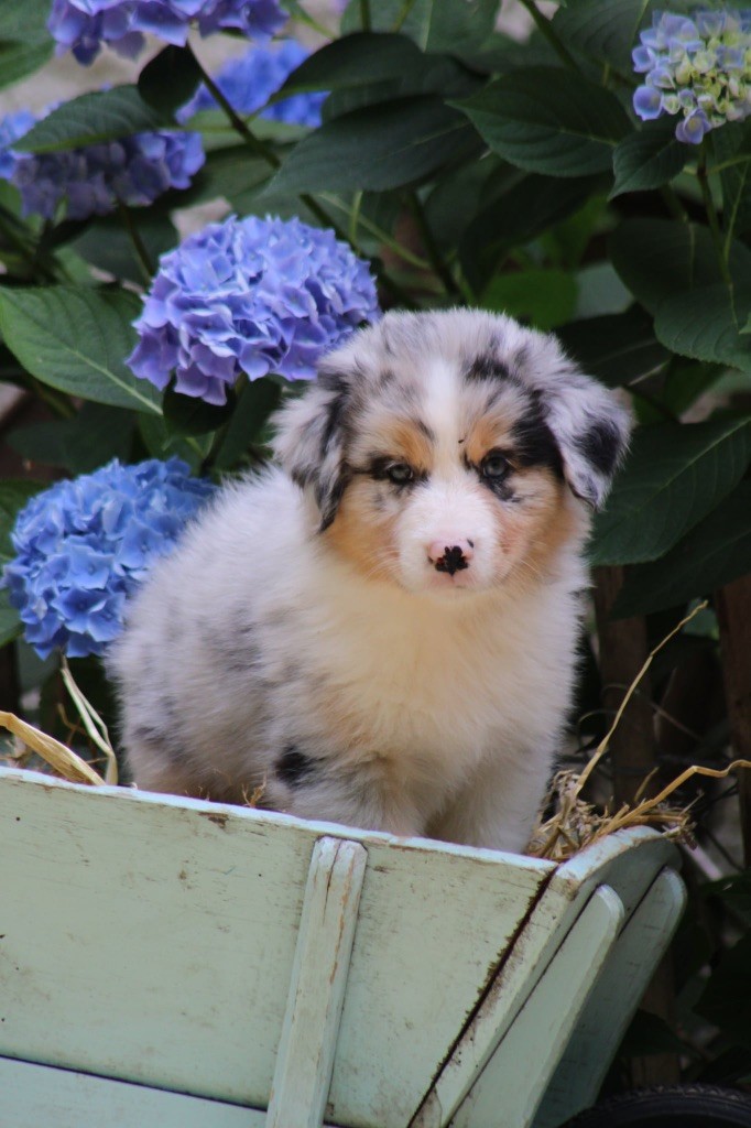 Du Royaume Secret D'opaline - Chiots disponibles - Berger Australien