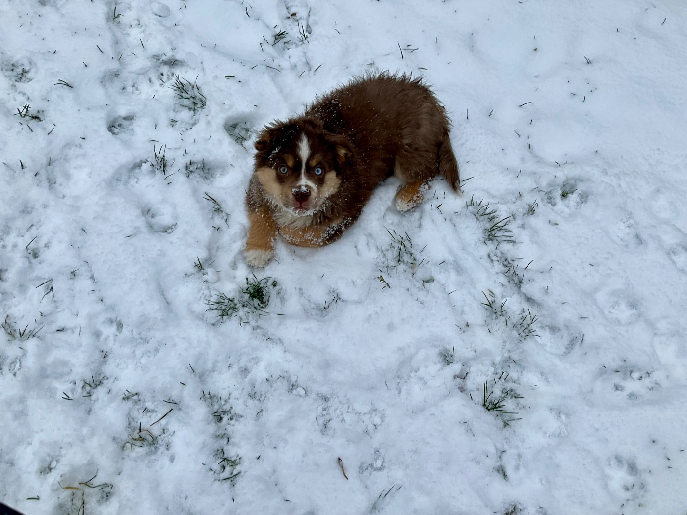 Du Royaume Secret D'opaline - Chiots disponibles - Berger Américain Miniature 