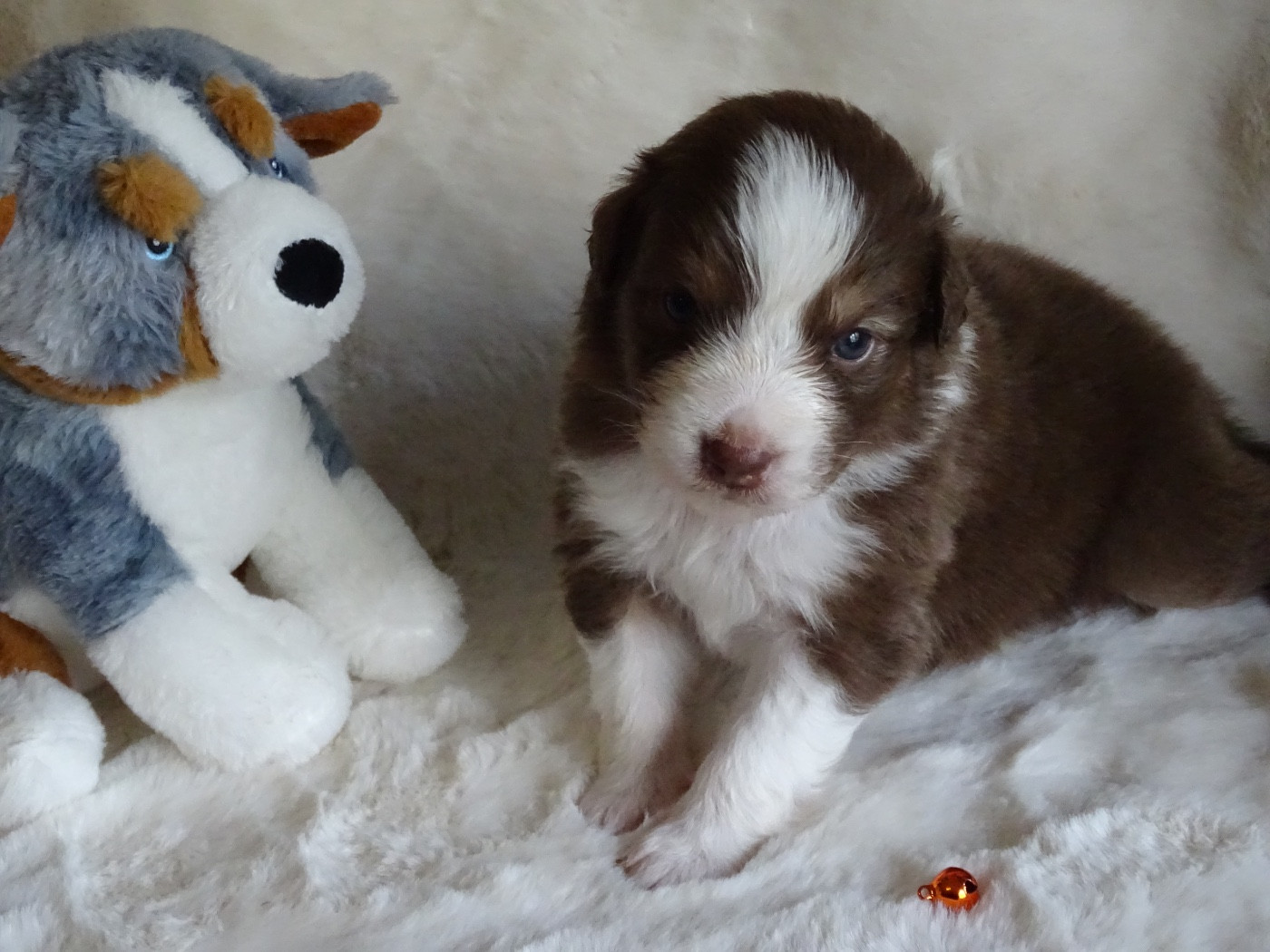 Du Royaume Secret D'opaline - Chiots disponibles - Berger Australien