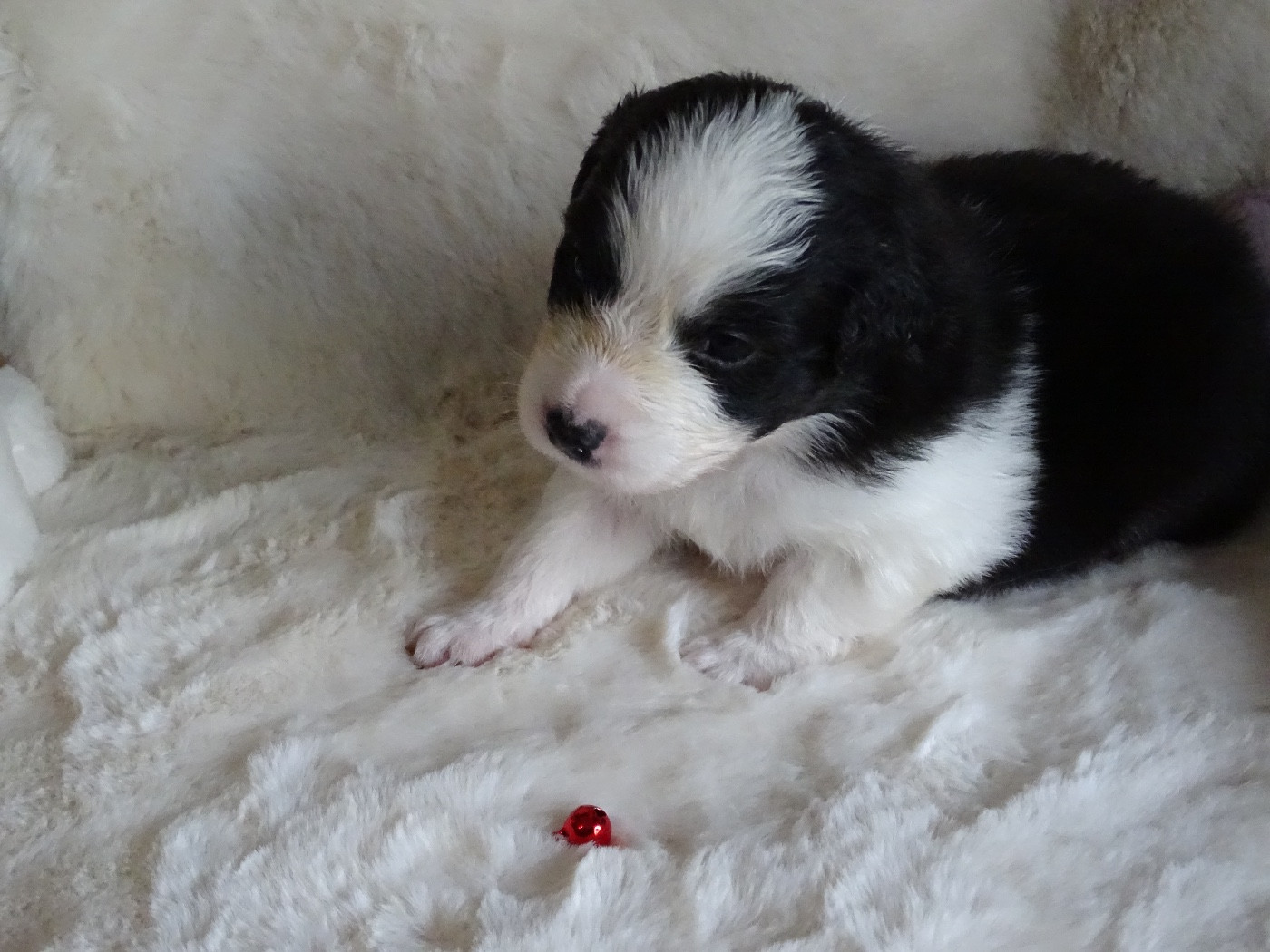 Du Royaume Secret D'opaline - Chiots disponibles - Berger Australien