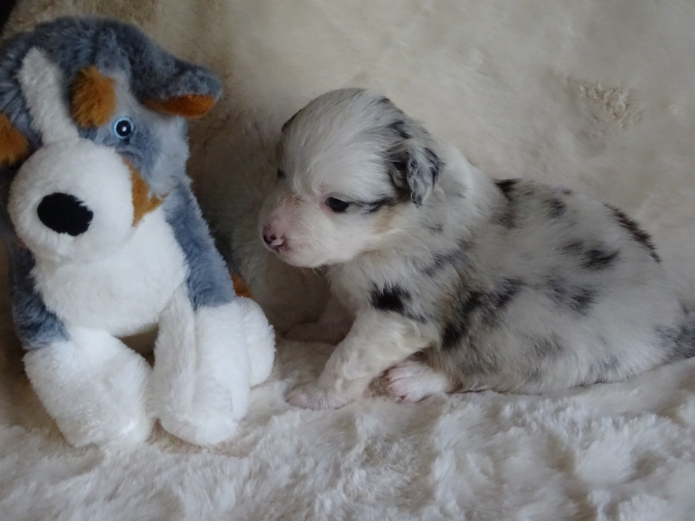 Du Royaume Secret D'opaline - Chiots disponibles - Berger Australien