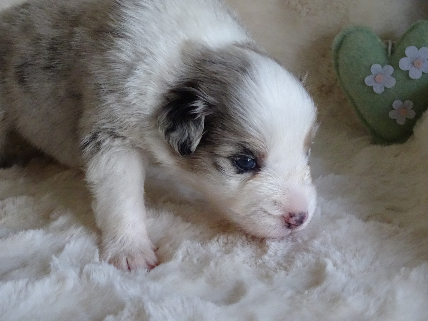 Du Royaume Secret D'opaline - Chiots disponibles - Berger Australien