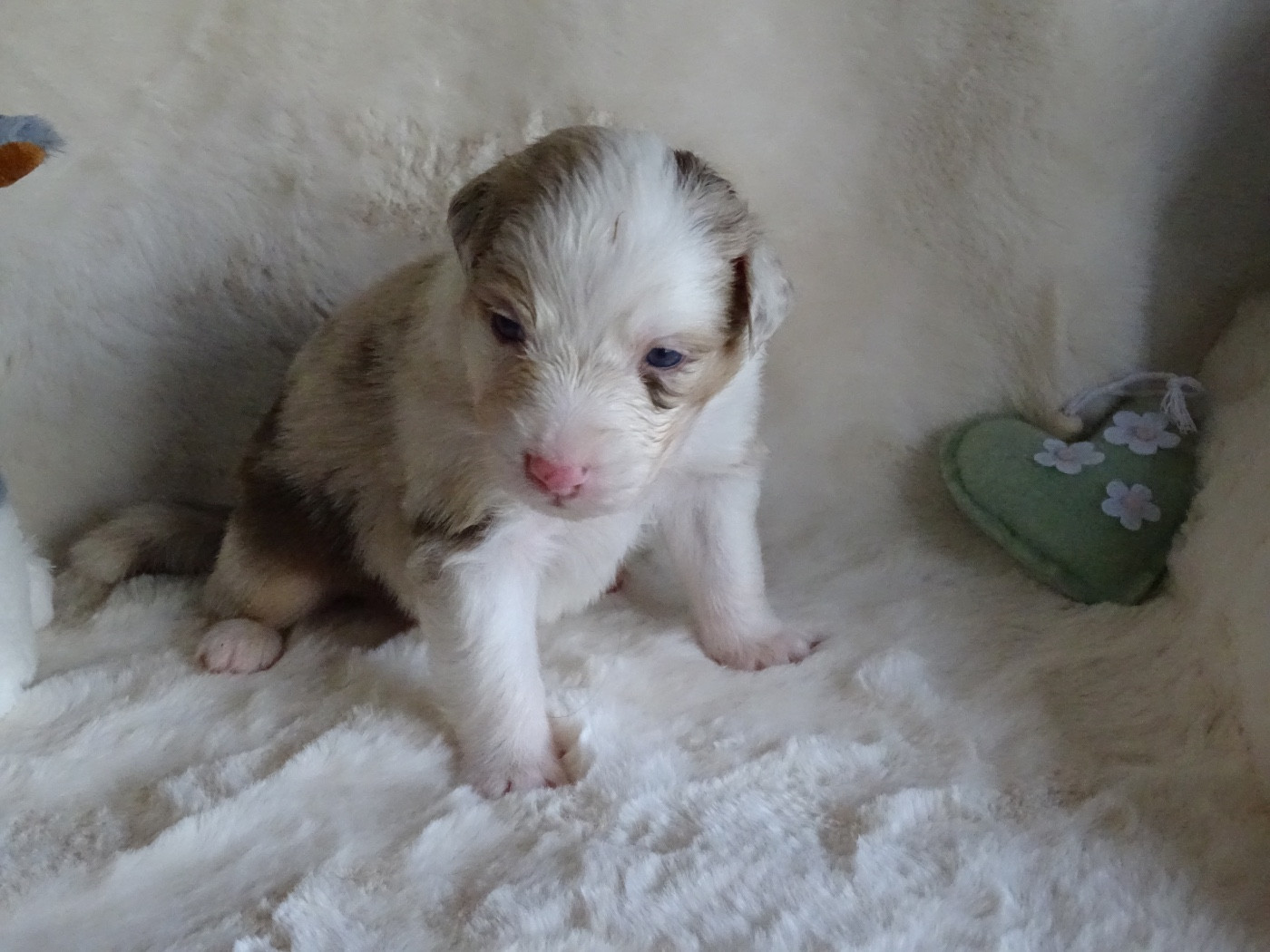 Du Royaume Secret D'opaline - Chiots disponibles - Berger Australien