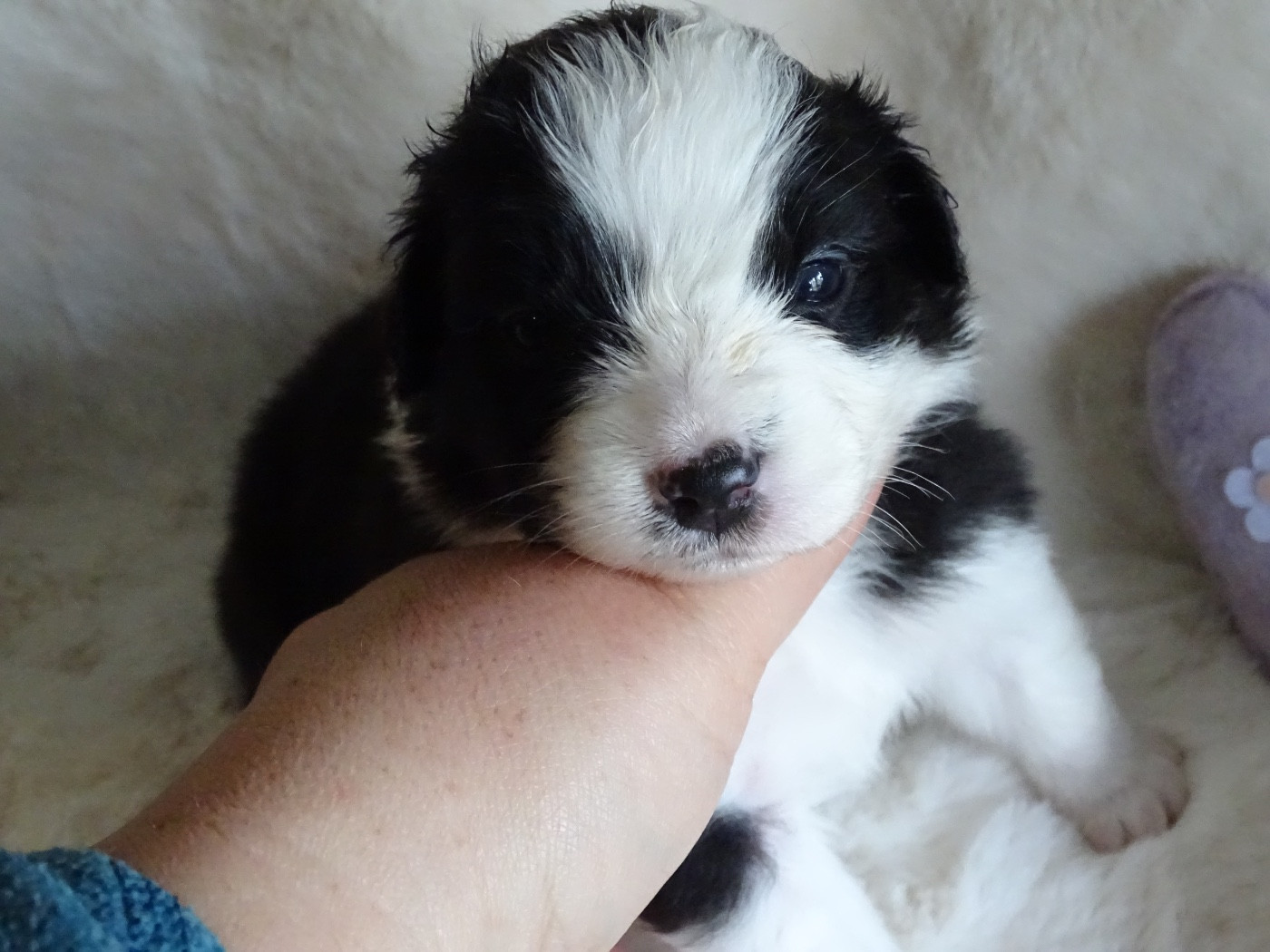 Du Royaume Secret D'opaline - Chiots disponibles - Berger Australien