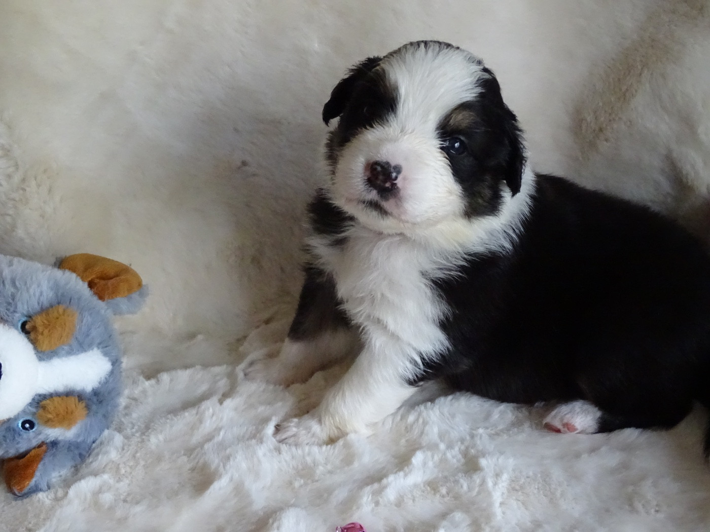 Du Royaume Secret D'opaline - Chiots disponibles - Berger Australien