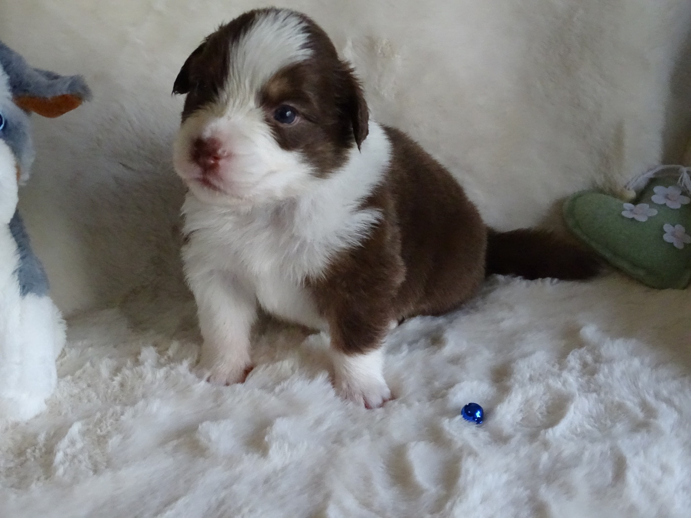 Du Royaume Secret D'opaline - Chiots disponibles - Berger Australien