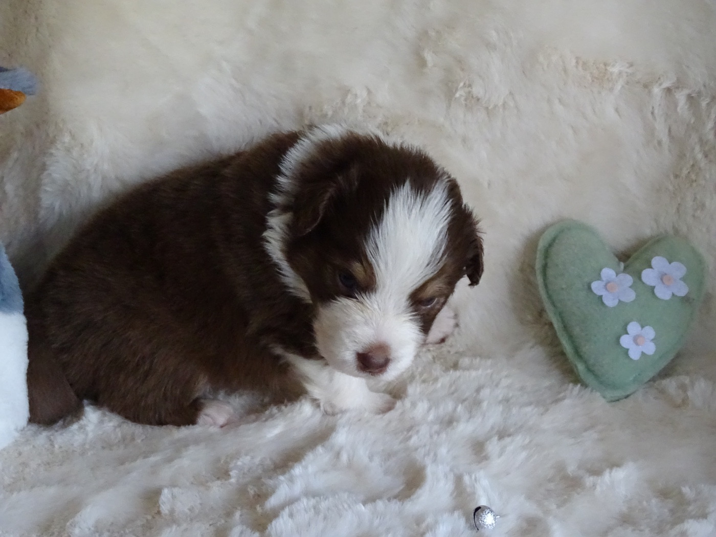 Du Royaume Secret D'opaline - Chiots disponibles - Berger Australien