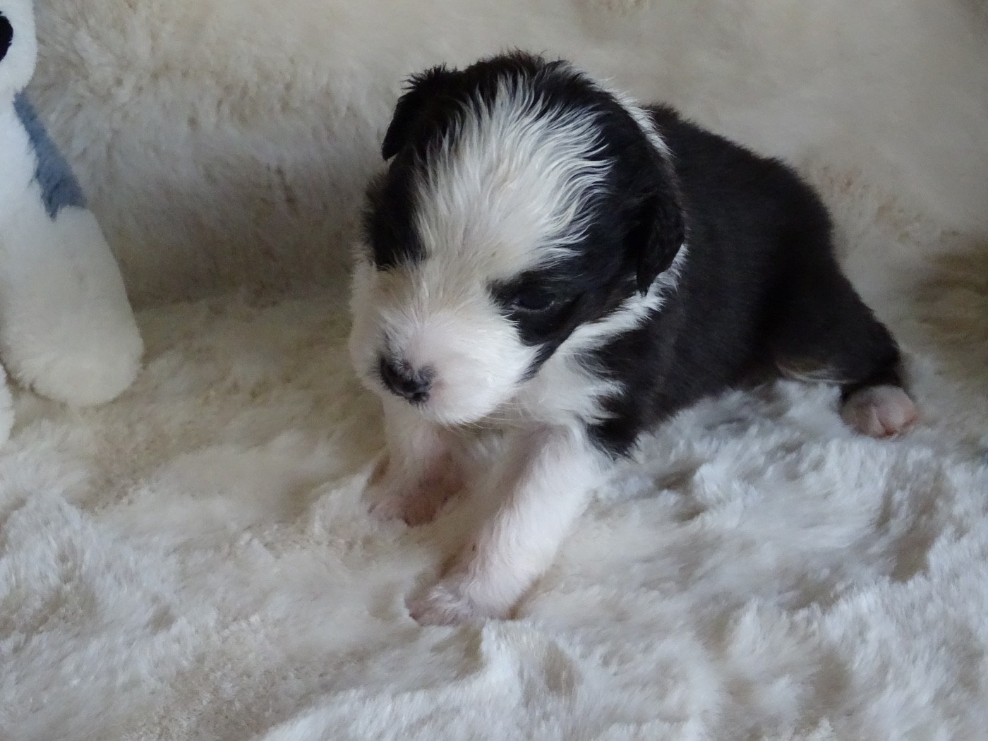 Du Royaume Secret D'opaline - Chiots disponibles - Berger Australien