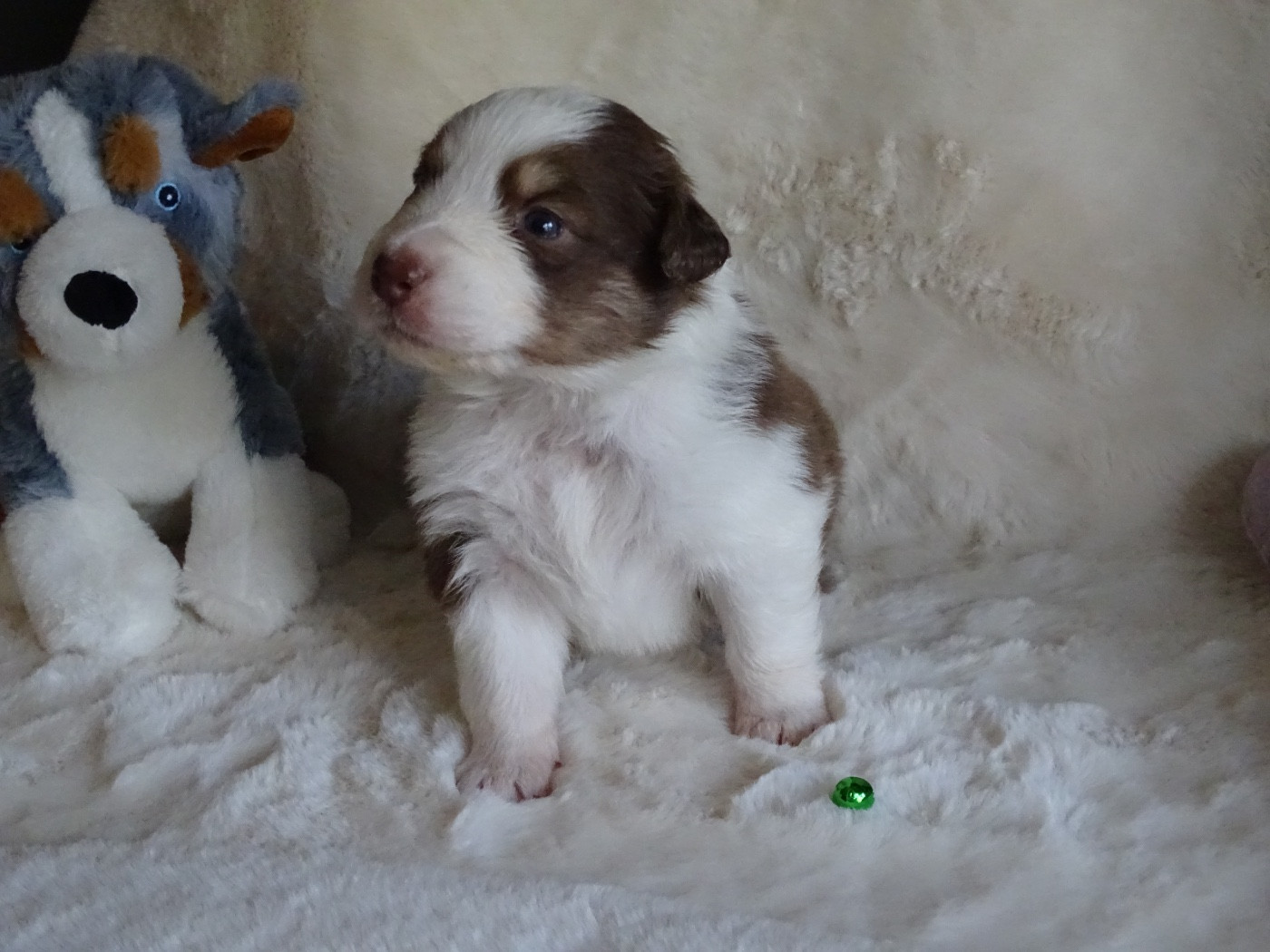 Du Royaume Secret D'opaline - Chiots disponibles - Berger Australien
