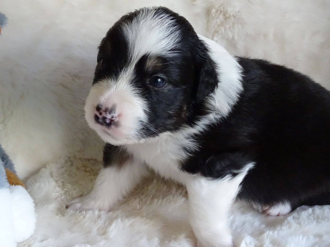 Du Royaume Secret D'opaline - Chiots disponibles - Berger Australien