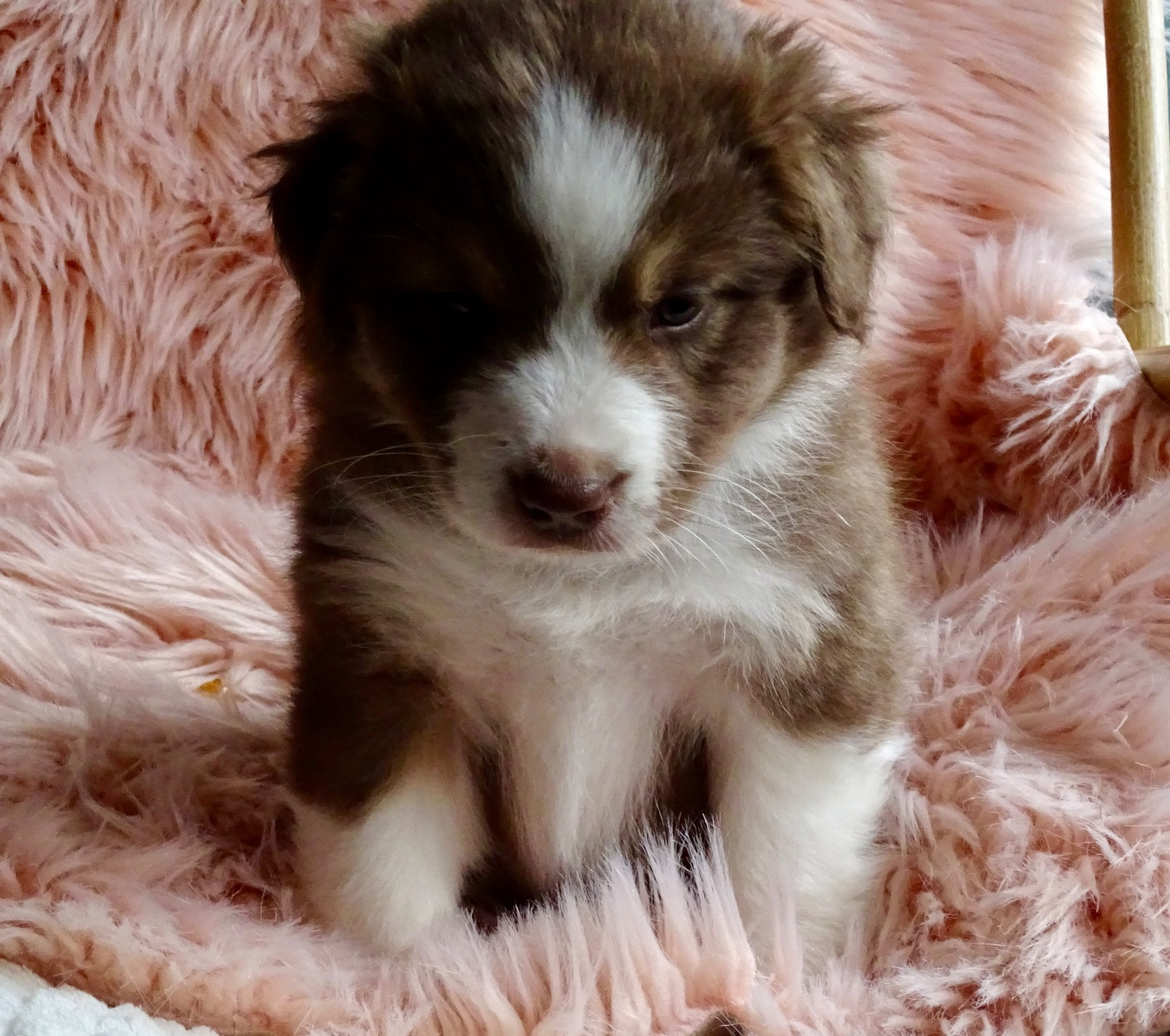 Du Royaume Secret D'opaline - Chiots disponibles - Berger Australien