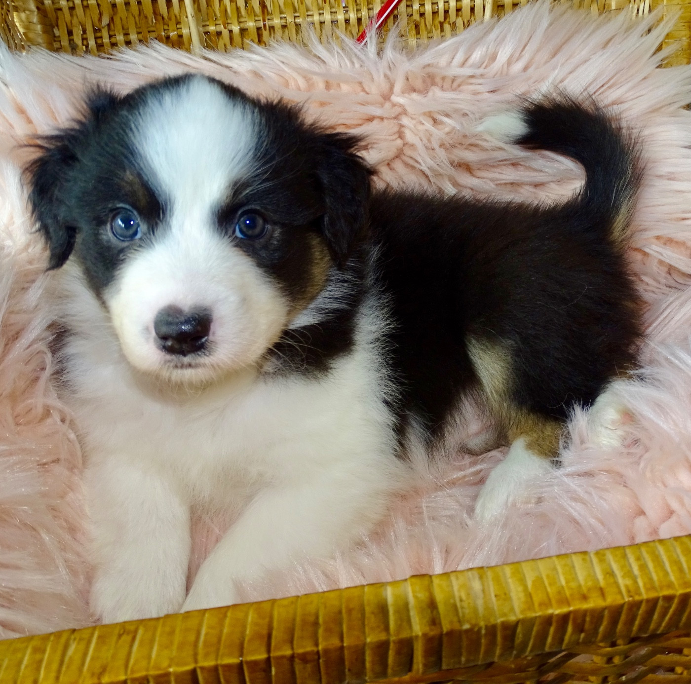 Du Royaume Secret D'opaline - Chiots disponibles - Berger Australien