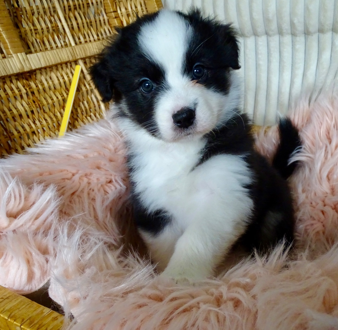 Du Royaume Secret D'opaline - Chiots disponibles - Berger Australien