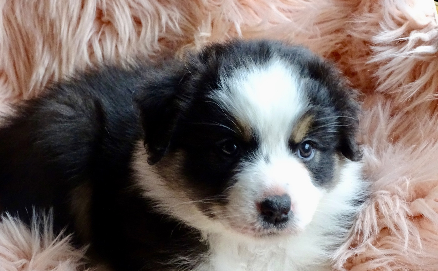 Du Royaume Secret D'opaline - Chiots disponibles - Berger Australien