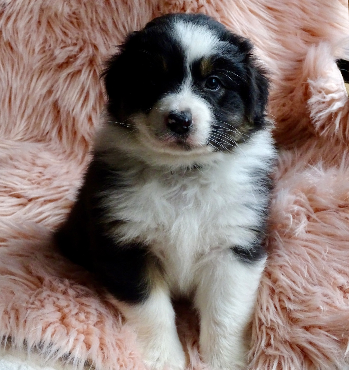 Du Royaume Secret D'opaline - Chiots disponibles - Berger Australien