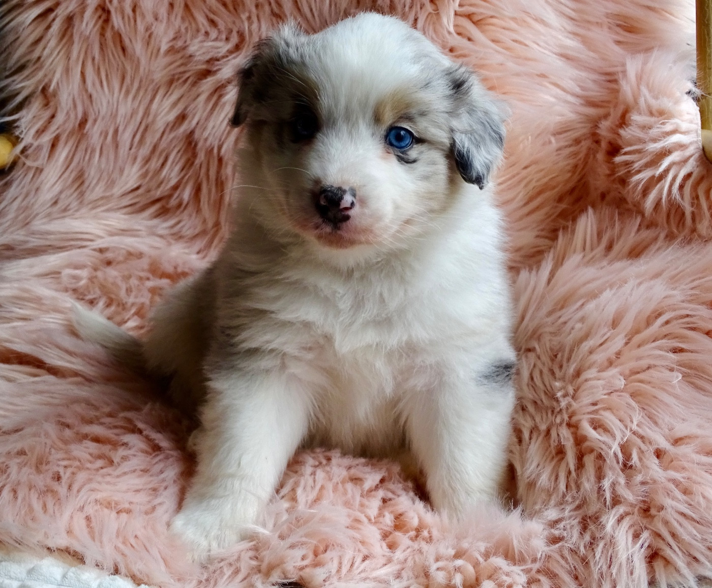 Du Royaume Secret D'opaline - Chiots disponibles - Berger Australien