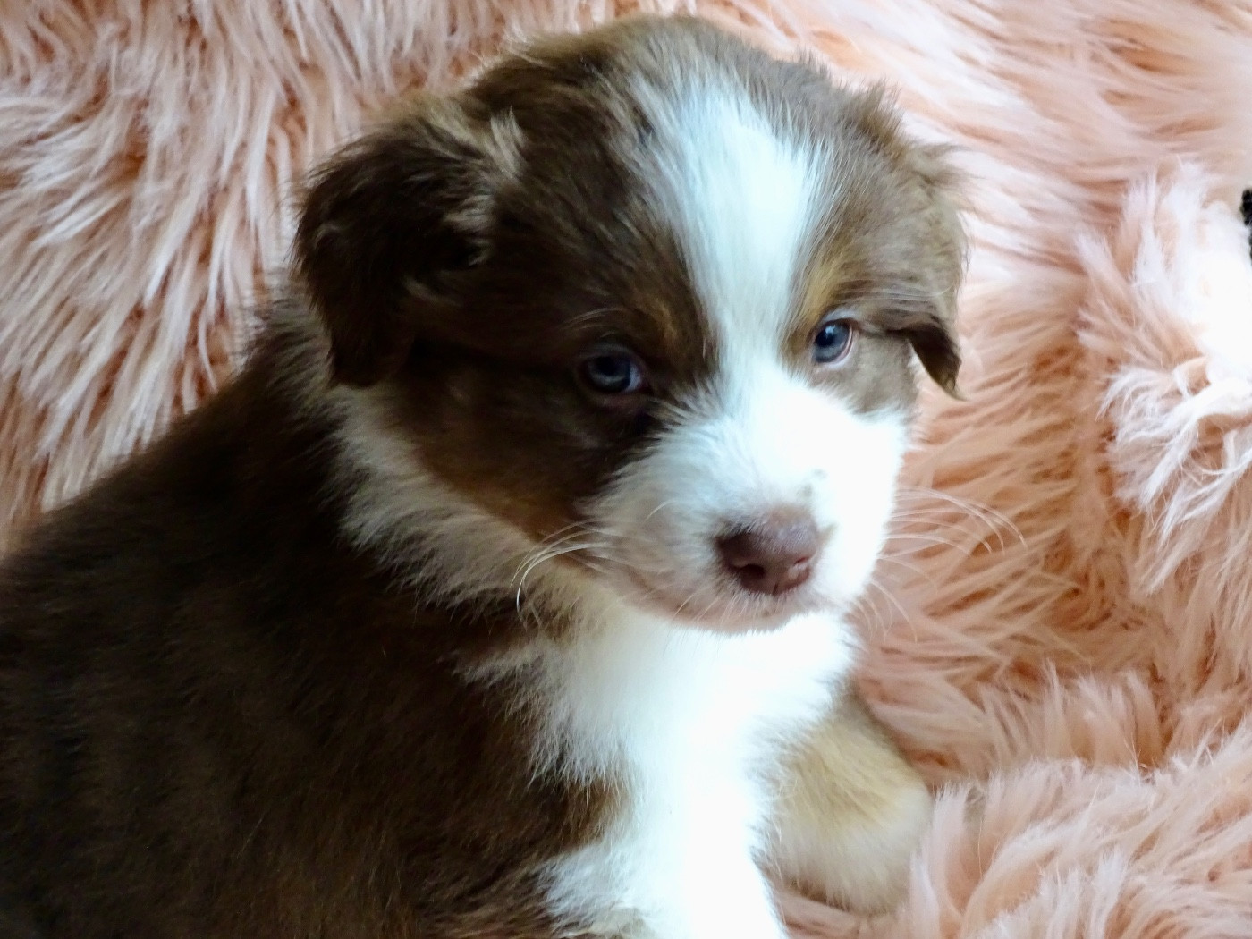 Du Royaume Secret D'opaline - Chiots disponibles - Berger Australien