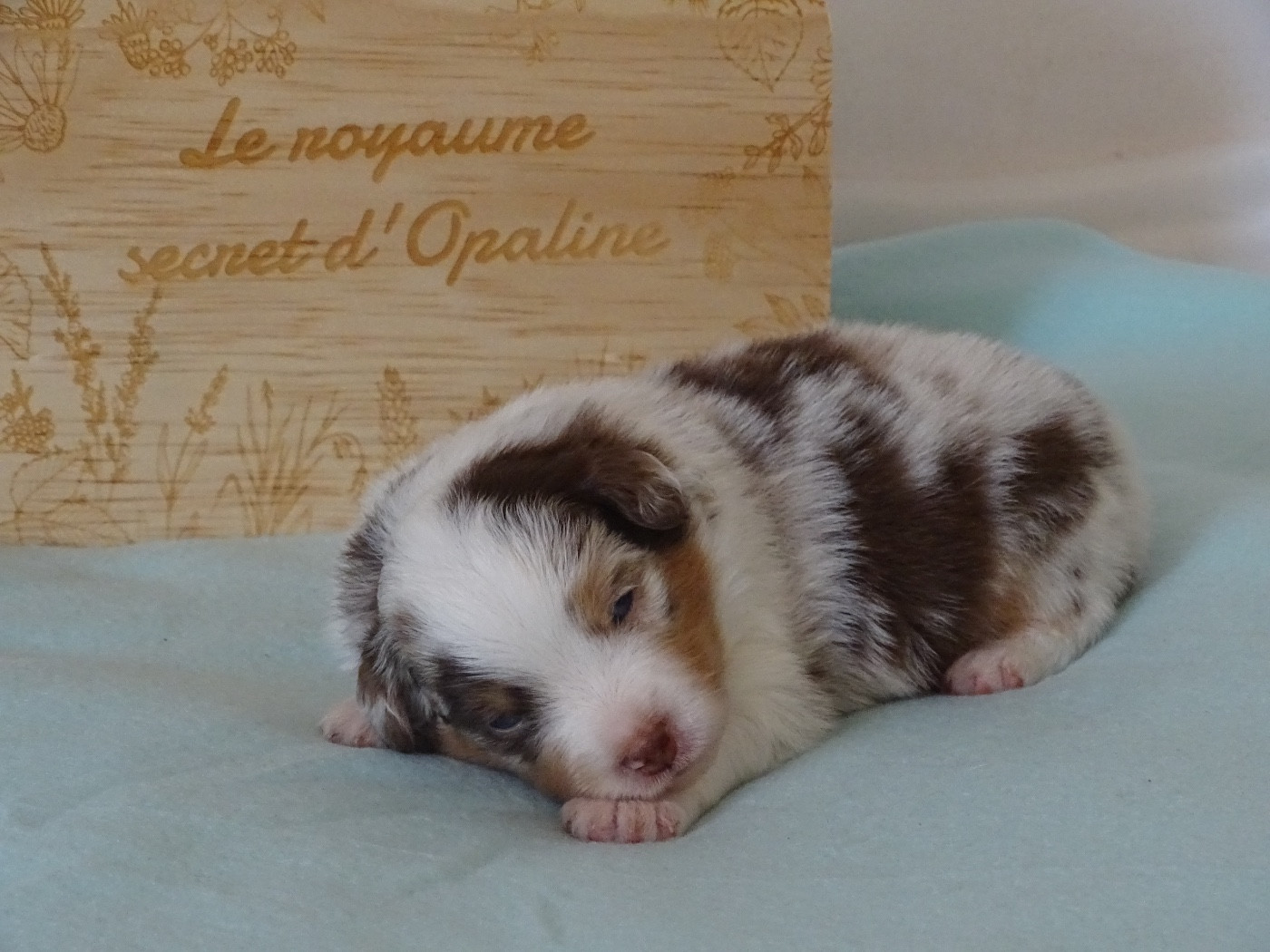 Du Royaume Secret D'opaline - Chiots disponibles - Berger Américain Miniature 