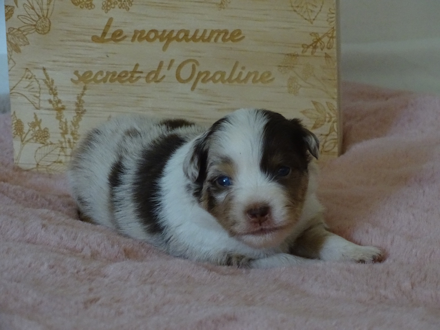 Du Royaume Secret D'opaline - Chiots disponibles - Berger Américain Miniature 