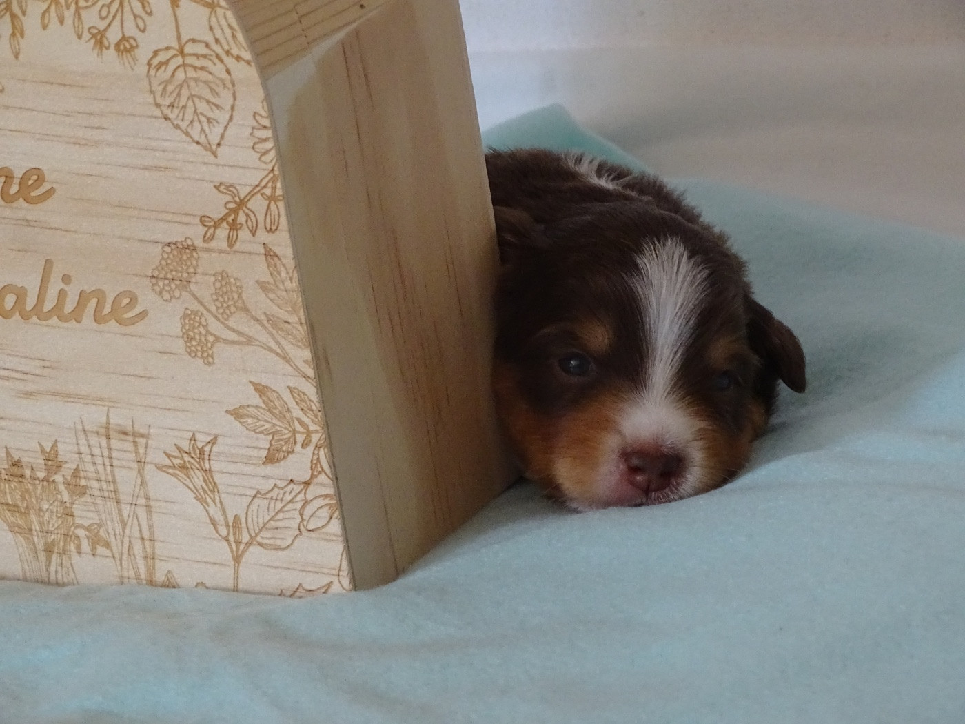 Du Royaume Secret D'opaline - Chiots disponibles - Berger Américain Miniature 