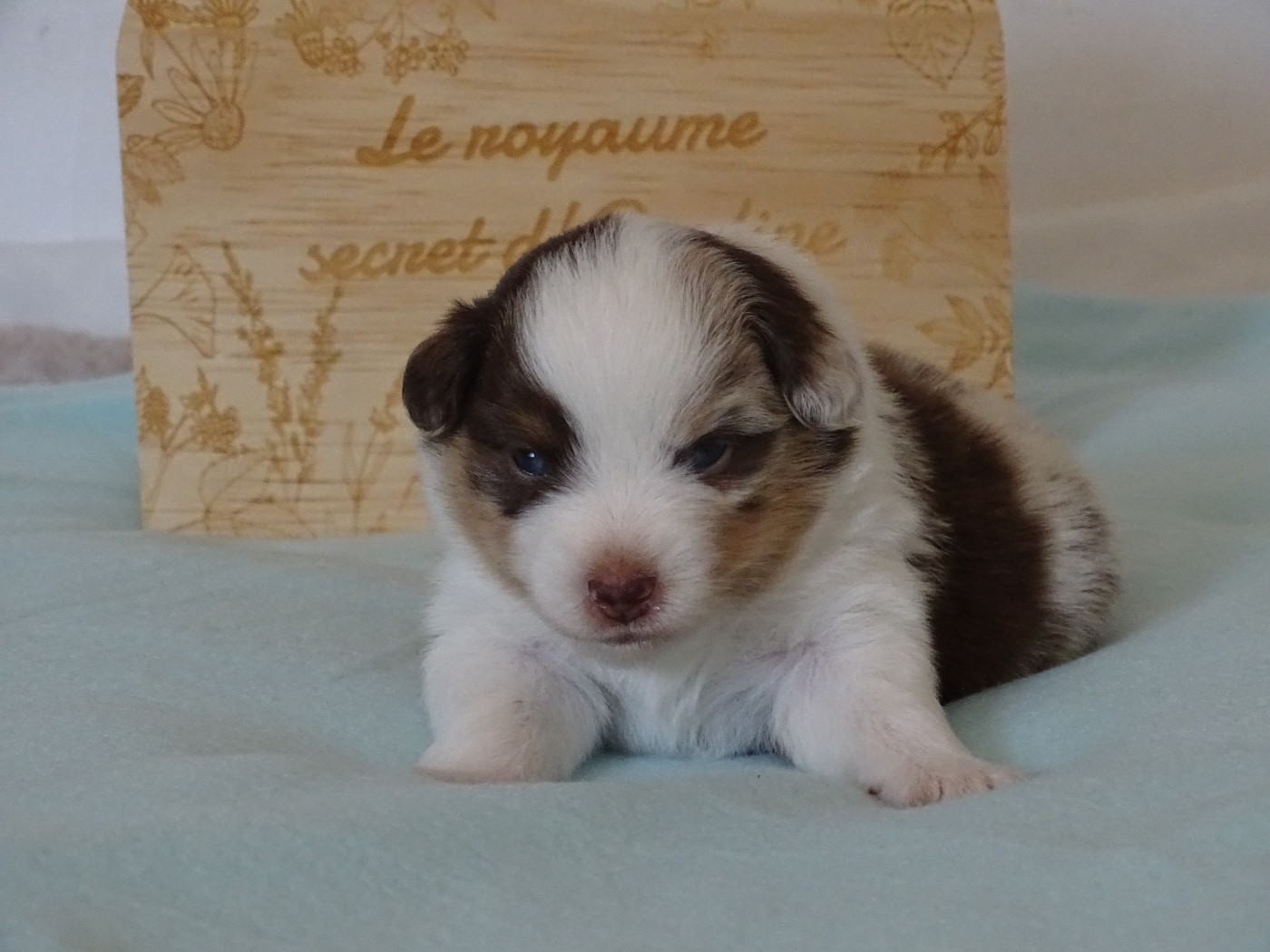 Du Royaume Secret D'opaline - Chiots disponibles - Berger Américain Miniature 