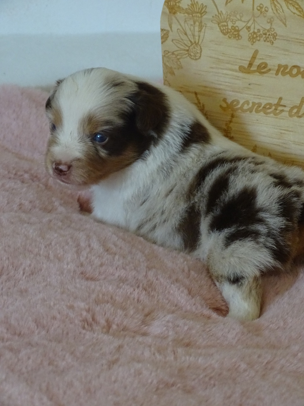 Du Royaume Secret D'opaline - Chiots disponibles - Berger Américain Miniature 