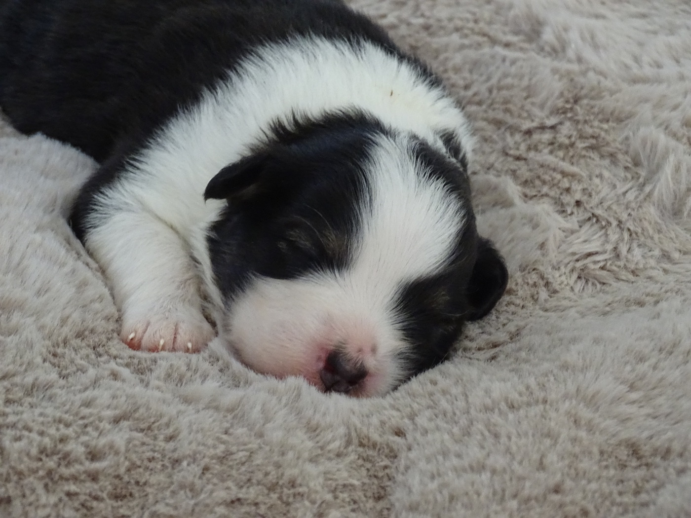 Du Royaume Secret D'opaline - Chiots disponibles - Berger Australien