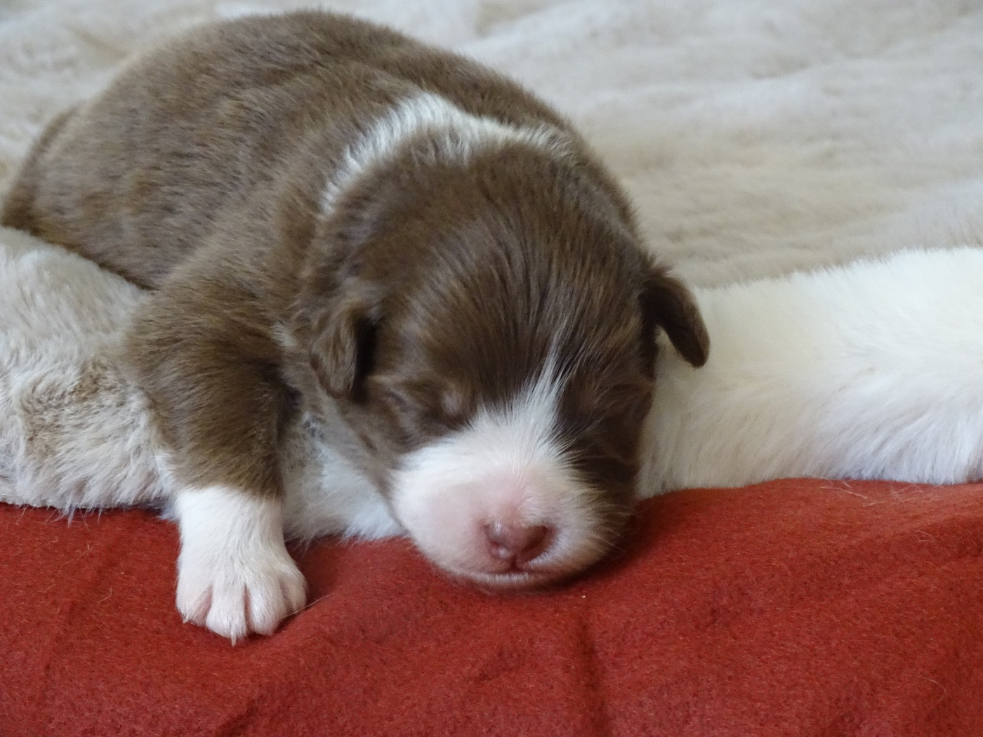 Du Royaume Secret D'opaline - Chiots disponibles - Berger Australien