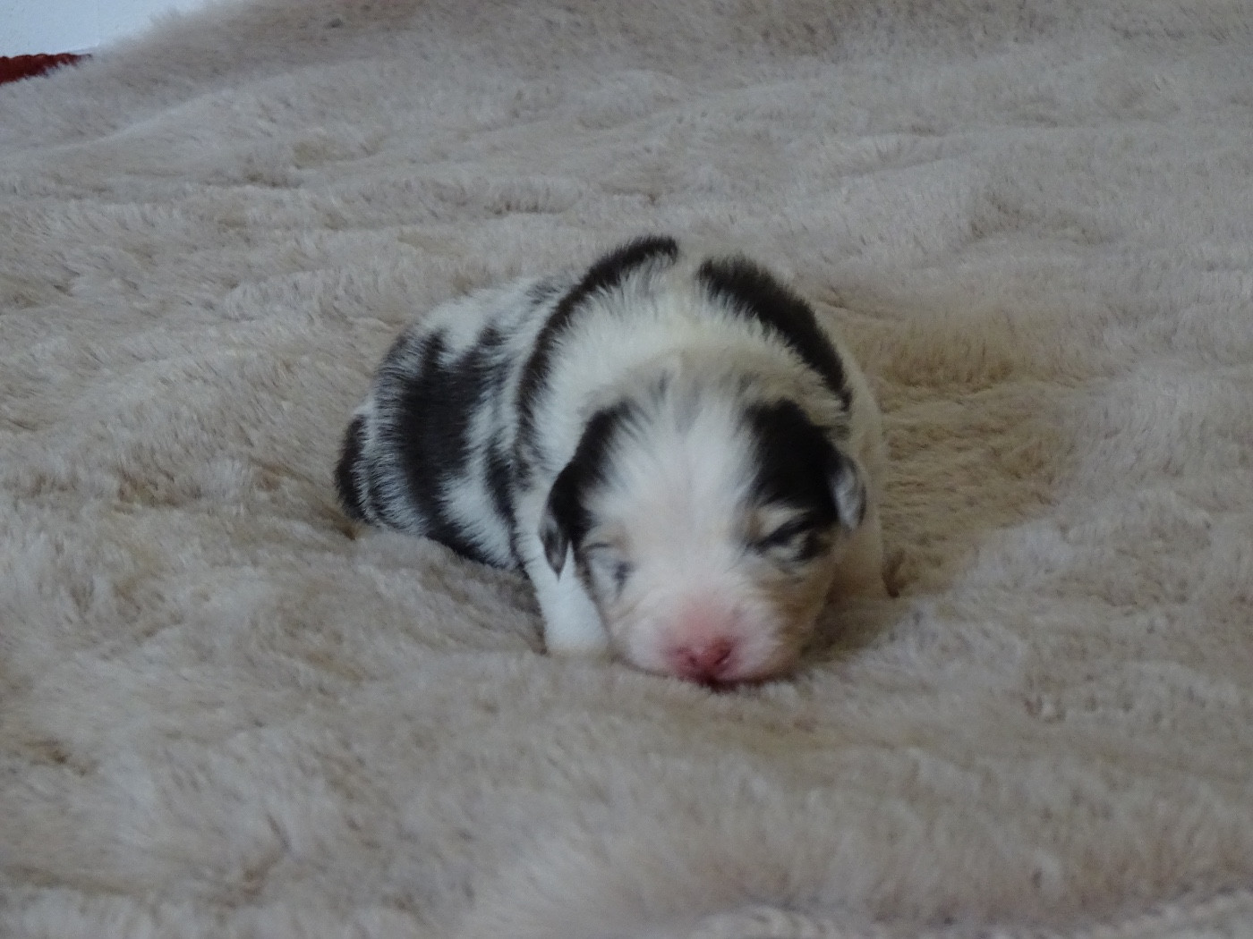 Du Royaume Secret D'opaline - Chiots disponibles - Berger Australien