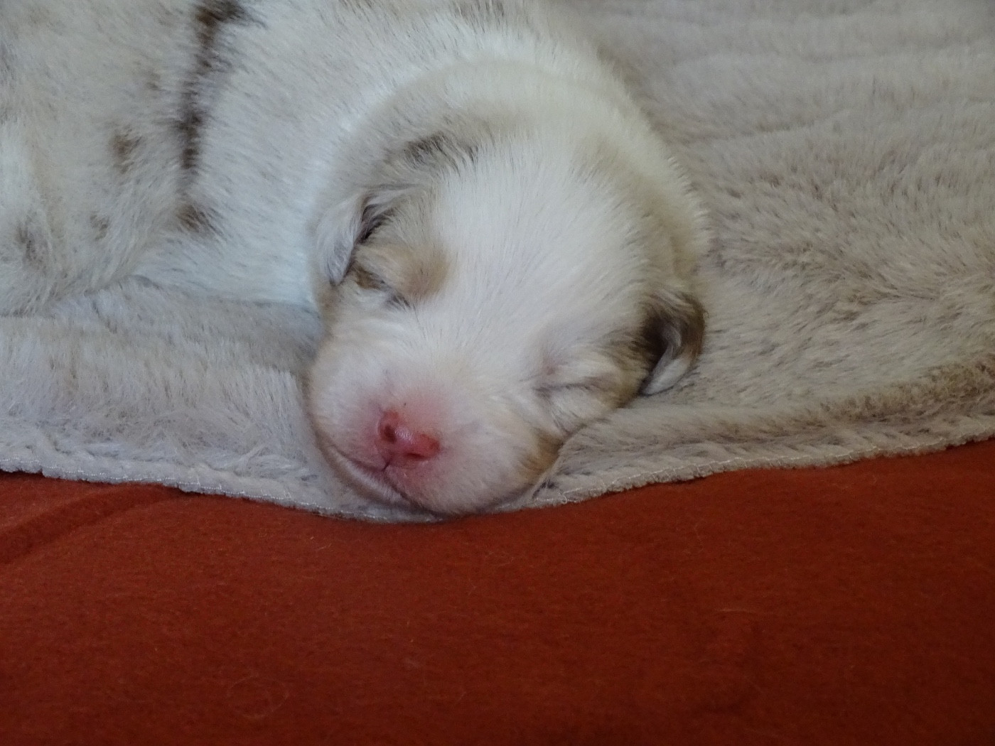 Du Royaume Secret D'opaline - Chiots disponibles - Berger Australien
